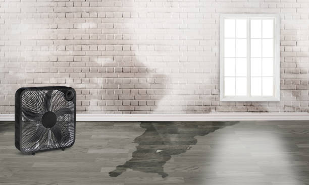 Best Professional water damage repair  in Wakeman, OH
